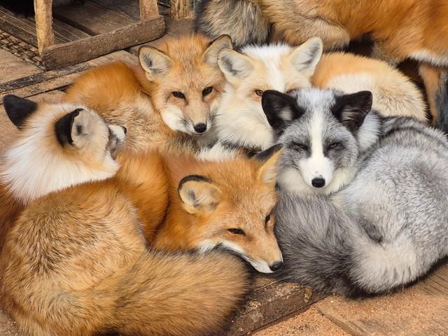 こちらが話題のキツネ団子