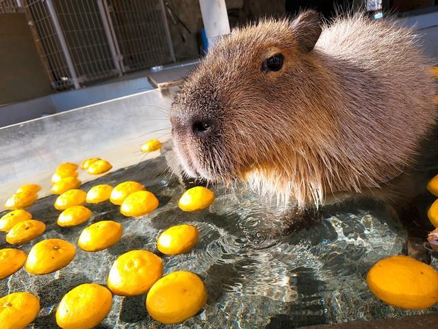 ゆず湯につかるカピバラ