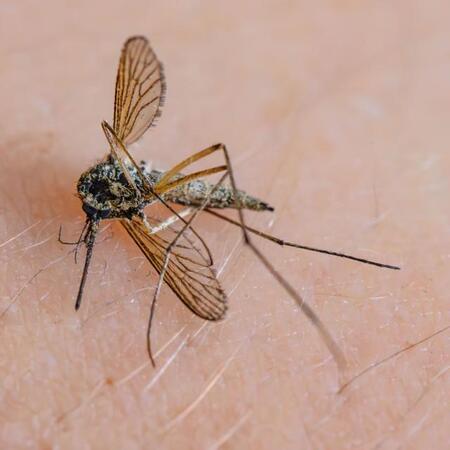 吸血対象が少なくなった蚊、人間をターゲットにする可能性