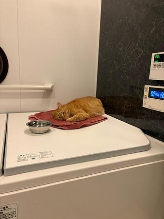 ぬくぬくで気持ちよさそう