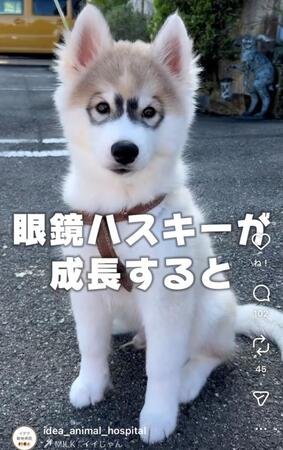 ビフォーの姿。キリッとメガネ姿のハスキー