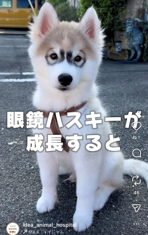 ビフォーの姿。キリッとメガネ姿のハスキー