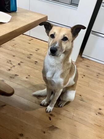 愛情を注がれやっとわがままを言えるようになったルビー