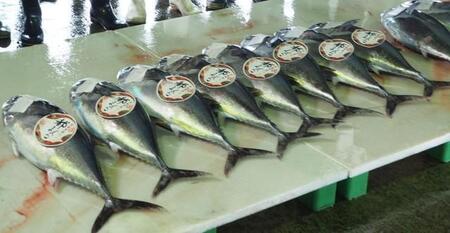 競りに並んだ「都まぐろ」＝舞鶴漁港
