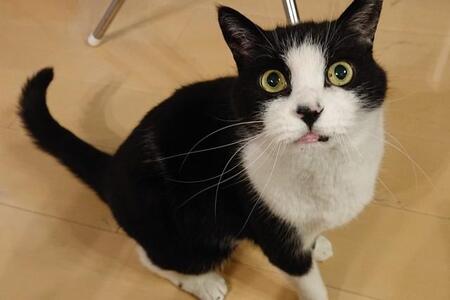 猫　※写真はイメージです