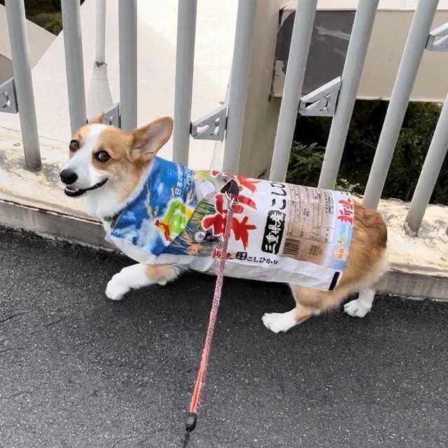 米袋に身を包む閣下