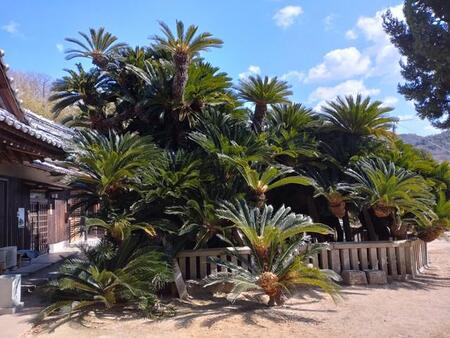 勢いがすごすぎるソテツ