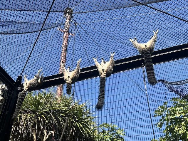 揃って開脚！みんなで日光浴