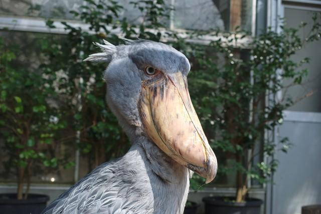 動かない鳥として知られるハシビロコウ