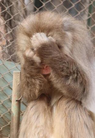 「喧嘩こわいよ～！」顔を覆うレッカー