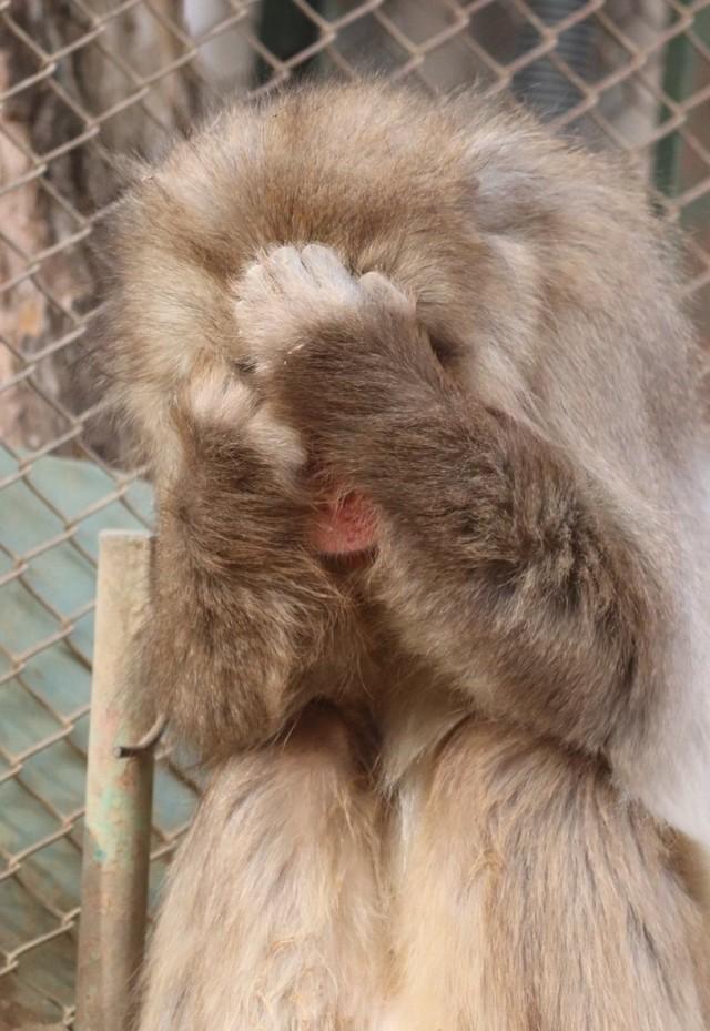 「喧嘩こわいよ～！」顔を覆うレッカー