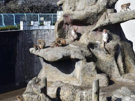 市川市動植物園の猿山（c）ikeyama/stock.adobe.com