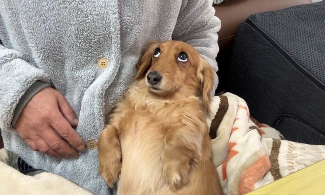 上目遣いで飼い主さんもノックアウト