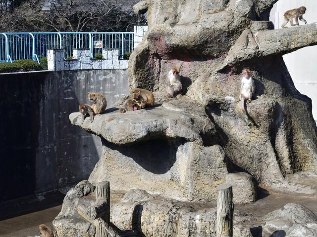 市川市動植物園の猿山（c）ikeyama/stock.adobe.com