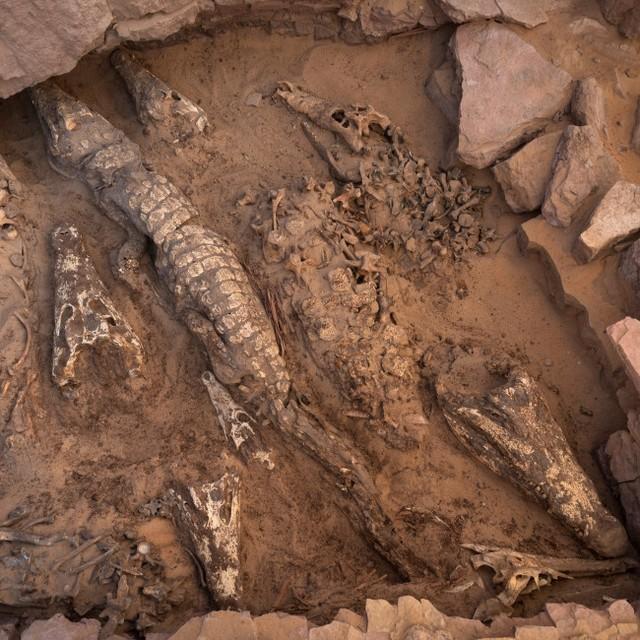 発見されたタニカ・アンミコラの化石