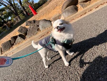 ご機嫌になると尻尾がプロペラになるチワワ、いずも丸