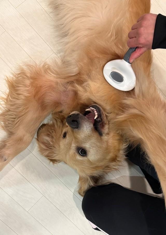 ブラッシングも大好き！