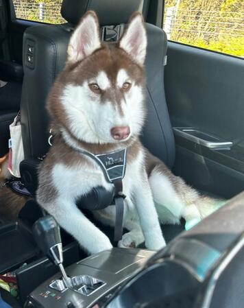 正面から見るとこんな顔