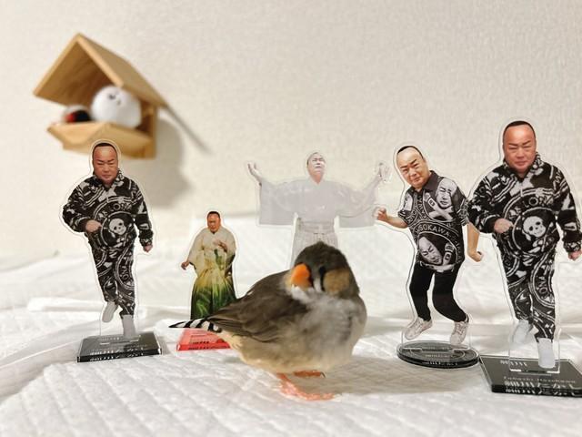 細川たかしさんに囲まれる、バードしめじちゃん