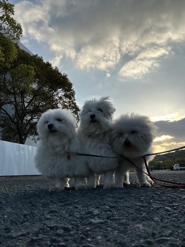 シャリたちお散歩中