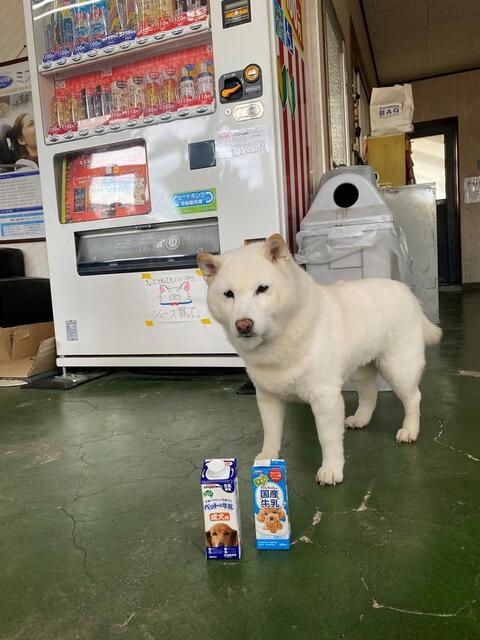 振り向くと顔が数字の10に！愛犬が見せた“奇跡の1枚”にネット民爆笑