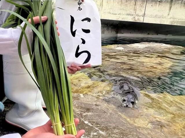 水族館の赤ちゃんアザラシ、野菜命名に秘められた思い