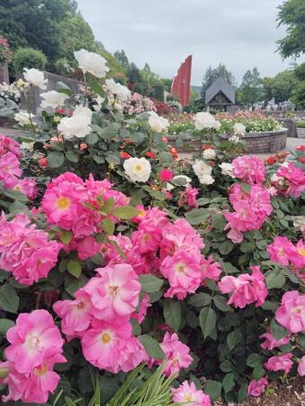 見頃を迎えた兵庫県伊丹市の荒牧バラ公園