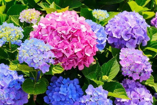 画像はイメージ(Nishihama／stock.adobe.com)