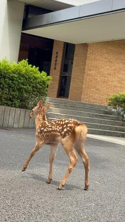 鼻歌が聞こえそうな仔鹿の後ろ姿（画像提供：奈良県立大学）
