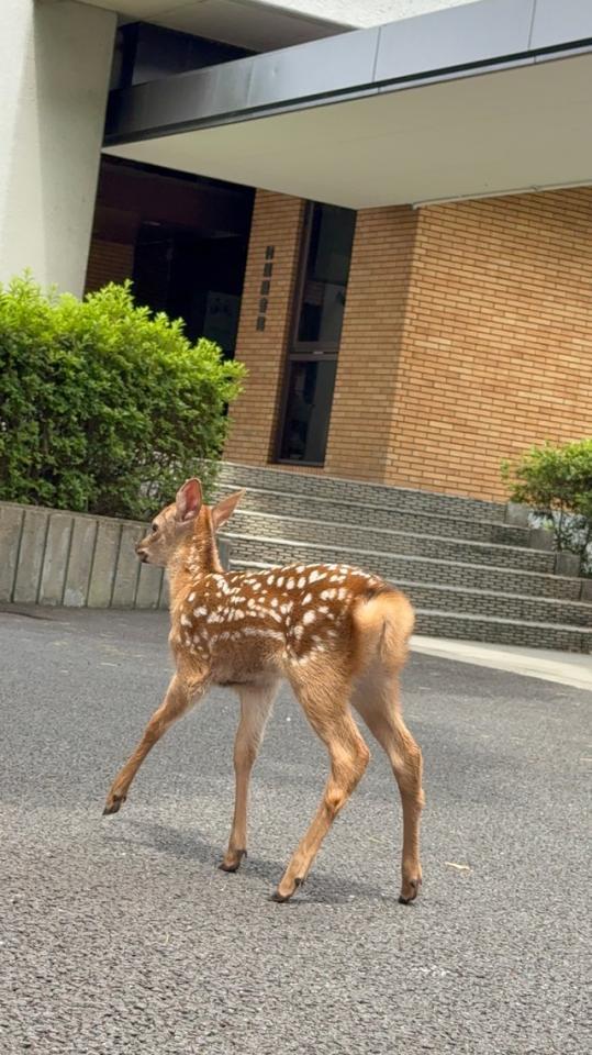 鼻歌が聞こえそうな仔鹿の後ろ姿（画像提供：奈良県立大学）
