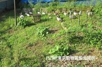 　がんが隔離施設へ移動した当日