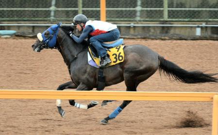 　美浦Ｗで追い切ったシンゲン＝美浦トレセン（撮影・三好信也）