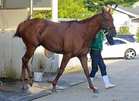 　復調気配を示す実力馬ダノンヨーヨー