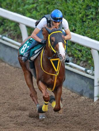 　栗東坂路で好時計をマークしたメジャーミノル（撮影・石湯恒介）