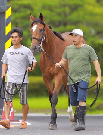 　放牧から帰厩したジェンティルドンナ