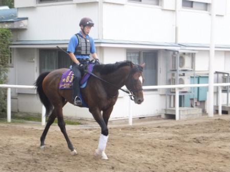 　連覇へ向けて順調な仕上がりを見せているトーセンジョーダン（撮影・豊島俊介）