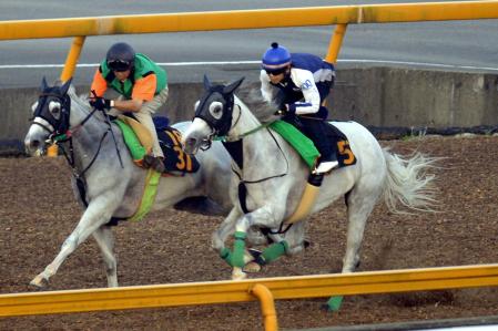 　芦毛馬同士の併せ馬で並入したアイスフォーリス（右）