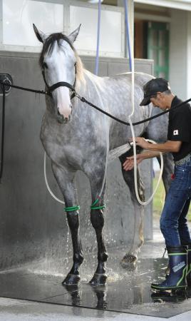 　秋始動戦へ順調な仕上がりの皐月賞馬ゴールドシップ