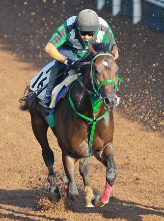 　栗東坂路をしっかりとした脚取りで駆け上がったコスモファントム
