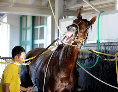 　しぶとさが身上のメイショウカドマツ（撮影・片岡寛尚）