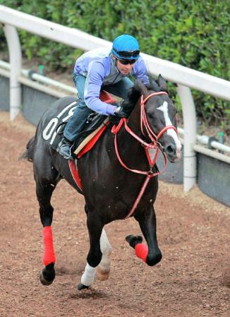 　武豊を背に栗東坂路で追い切るカポーティスター＝栗東トレセン（撮影・石湯恒介）