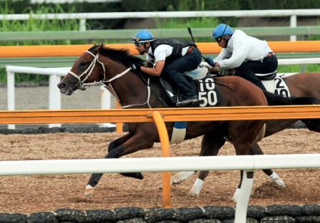 　栗東ＣＷで追い切るベールドインパクト（左）＝栗東トレセン（撮影・片岡寛尚）