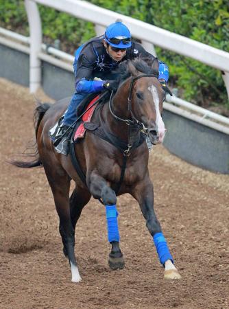 　栗東坂路で良化気配を示すヒストリカル（撮影・石湯恒介）
