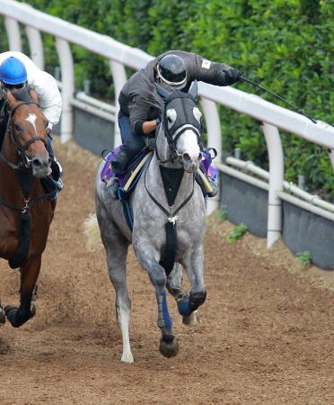 　栗東坂路を力強く駆け上がったゴールドシップ（撮影・石湯恒介）