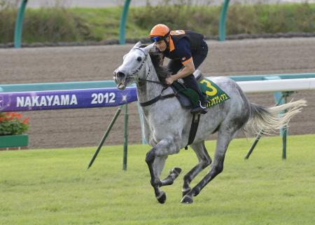 　決戦の地・中山の芝コースで追い切ったキャプテンオブヴィアス（撮影・出月俊成）