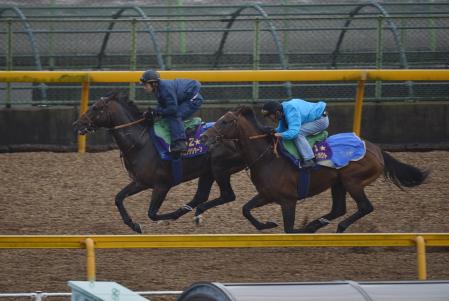 　美浦Ｗでリアルインパクト（右）に１馬身先着を決めたストロングリターン（撮影・田村亮介）