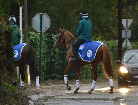 　雨のなか、調教へ向かうオルフェーヴル