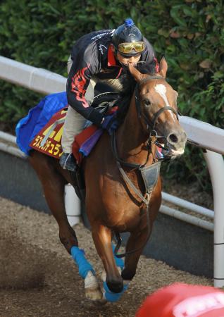 　小島茂師自らがまたがったラスヴェンチュラス（撮影・石湯恒介）