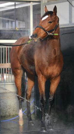 　牝馬３冠へスキのない仕上がりで臨むジェンティルドンナ