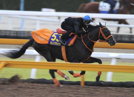 　史上初となる無敗での天皇賞Ｖを狙うカレンブラックヒル（撮影・片岡寛尚）